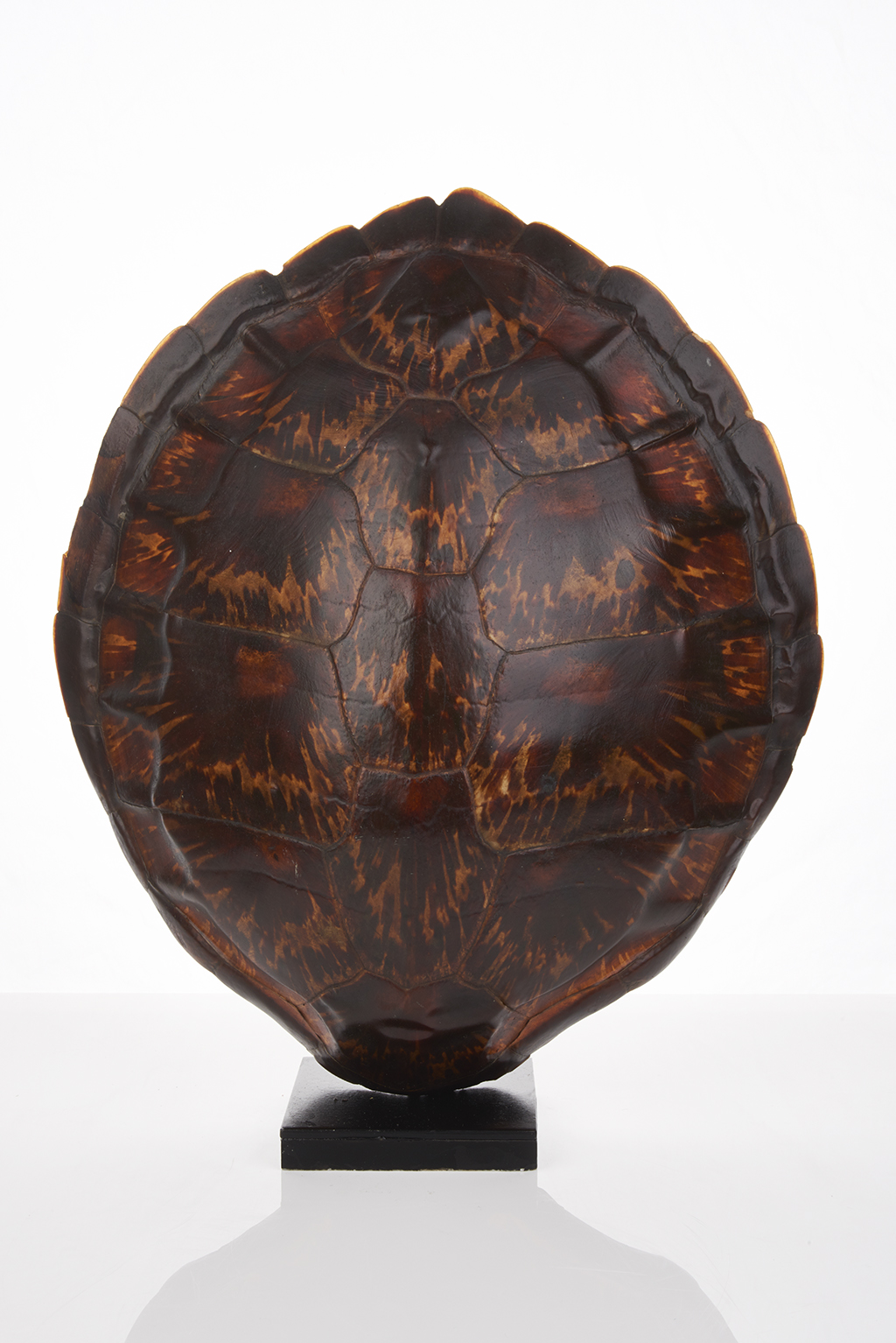 Sea Turtle Shell - Shapiro Auctioneers